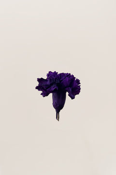 Purple - NEW - Limited Edition