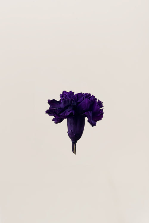 Carnation - Box 6 heads