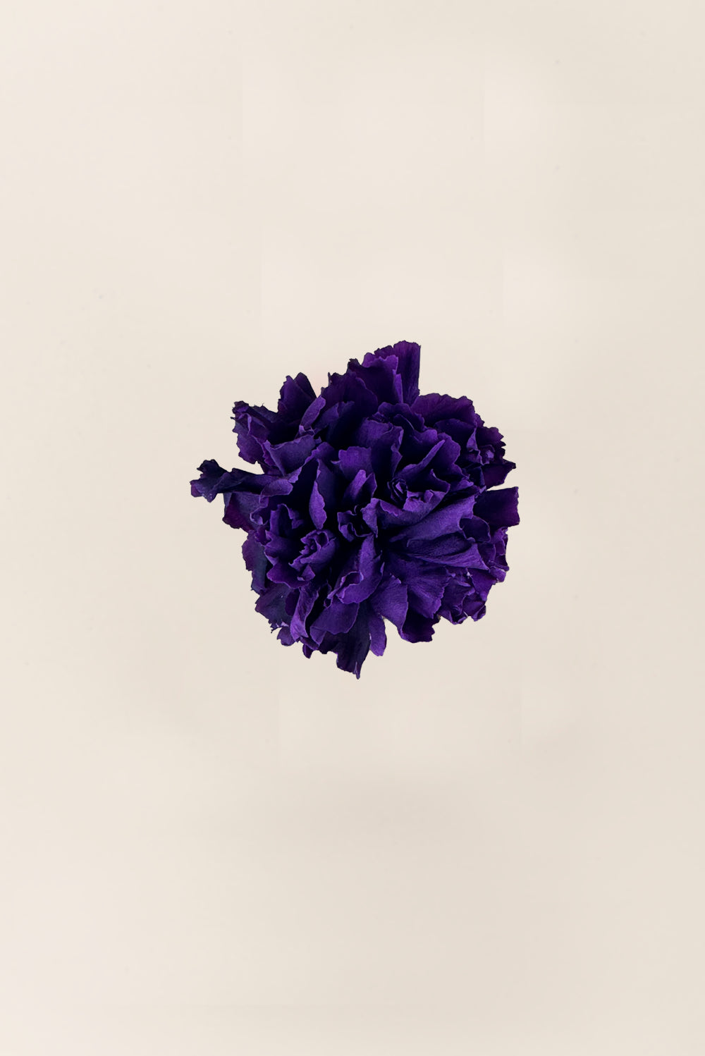 Carnation - Box 6 heads