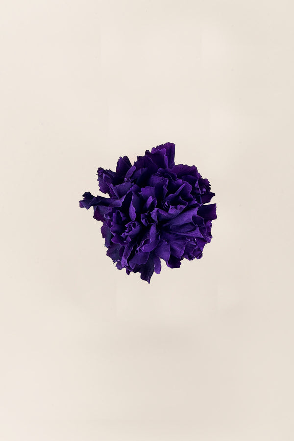 Carnation - Box 6 heads