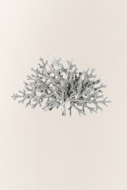 Cineraria