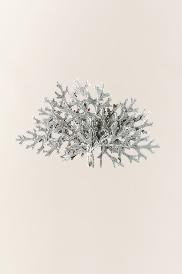 Cineraria