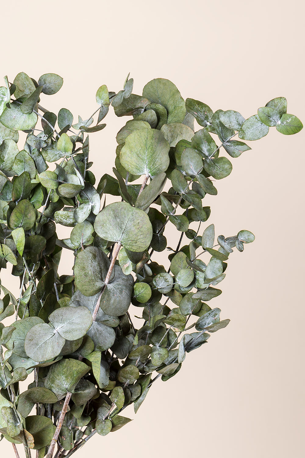 Cinerea bulk