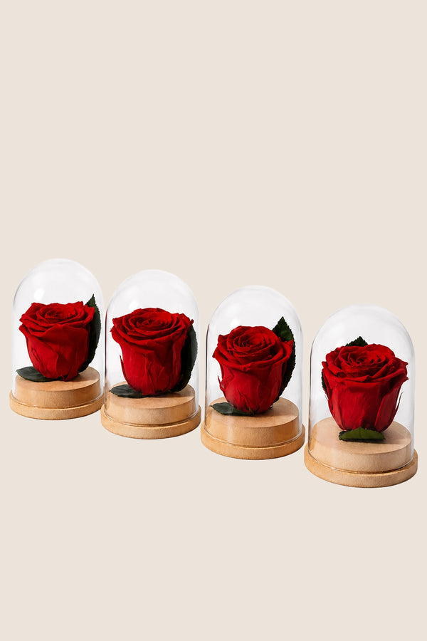 Königin-Glasglocke