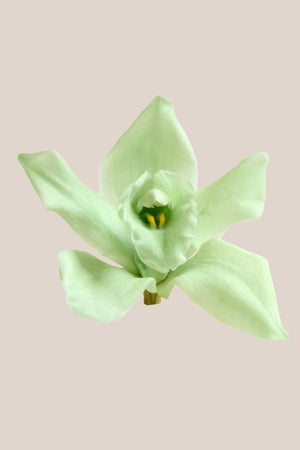 Orquídea Dendrobium - Caja 5 tallos
