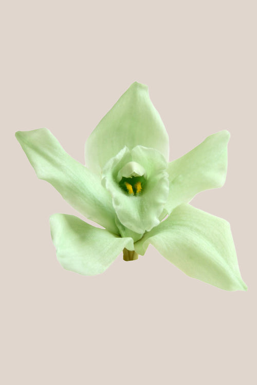 Orquídea Dendrobium - Caja 5 tallos