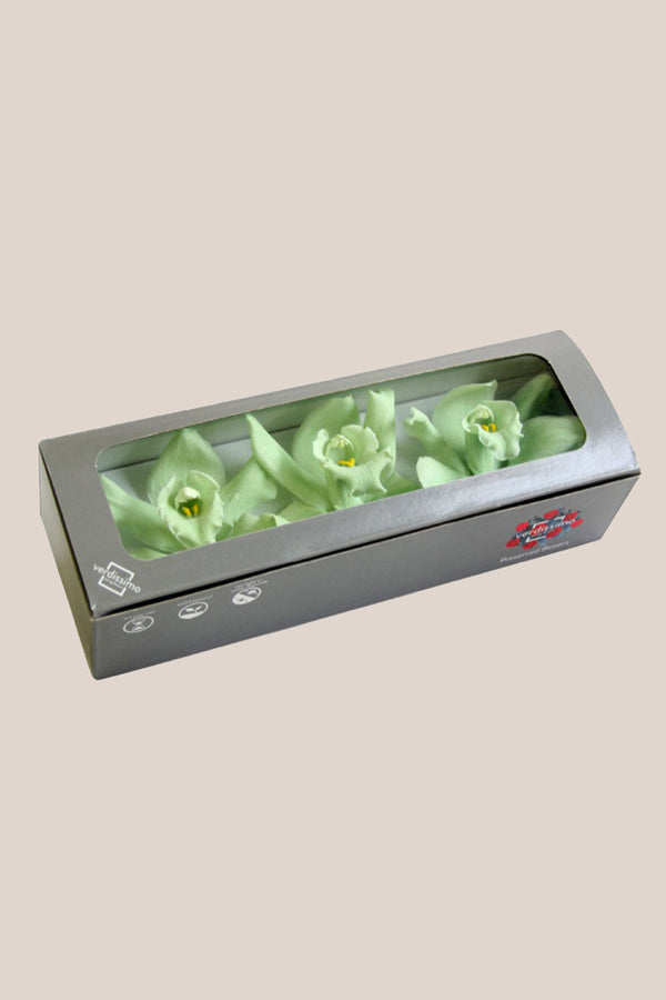 Cymbidium - Box 3 heads
