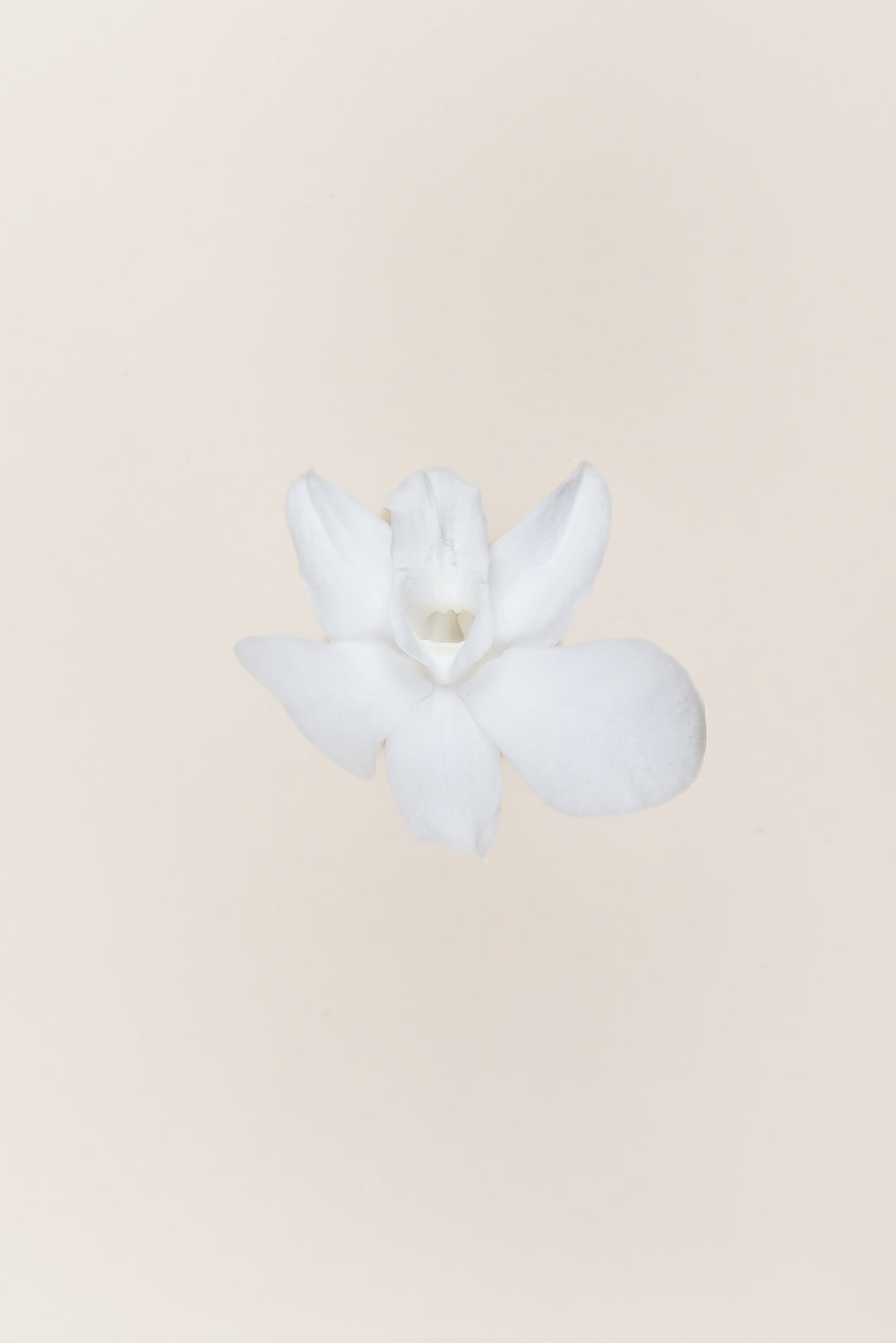 Orchidée Dendrobium - Boîte 5 têtes