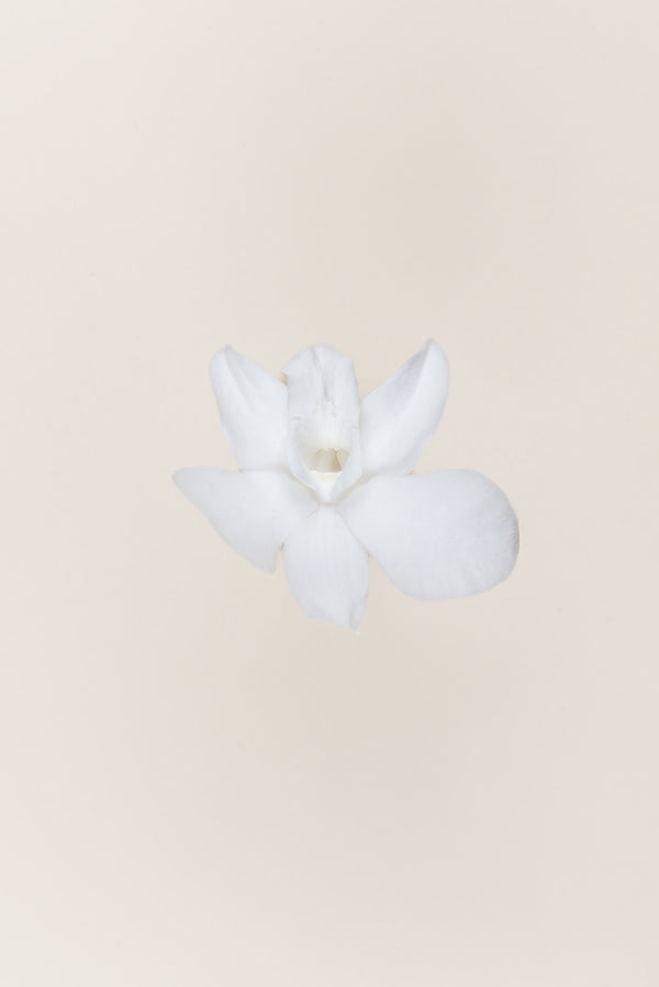 Dendrobium Orchid - Box 5 heads