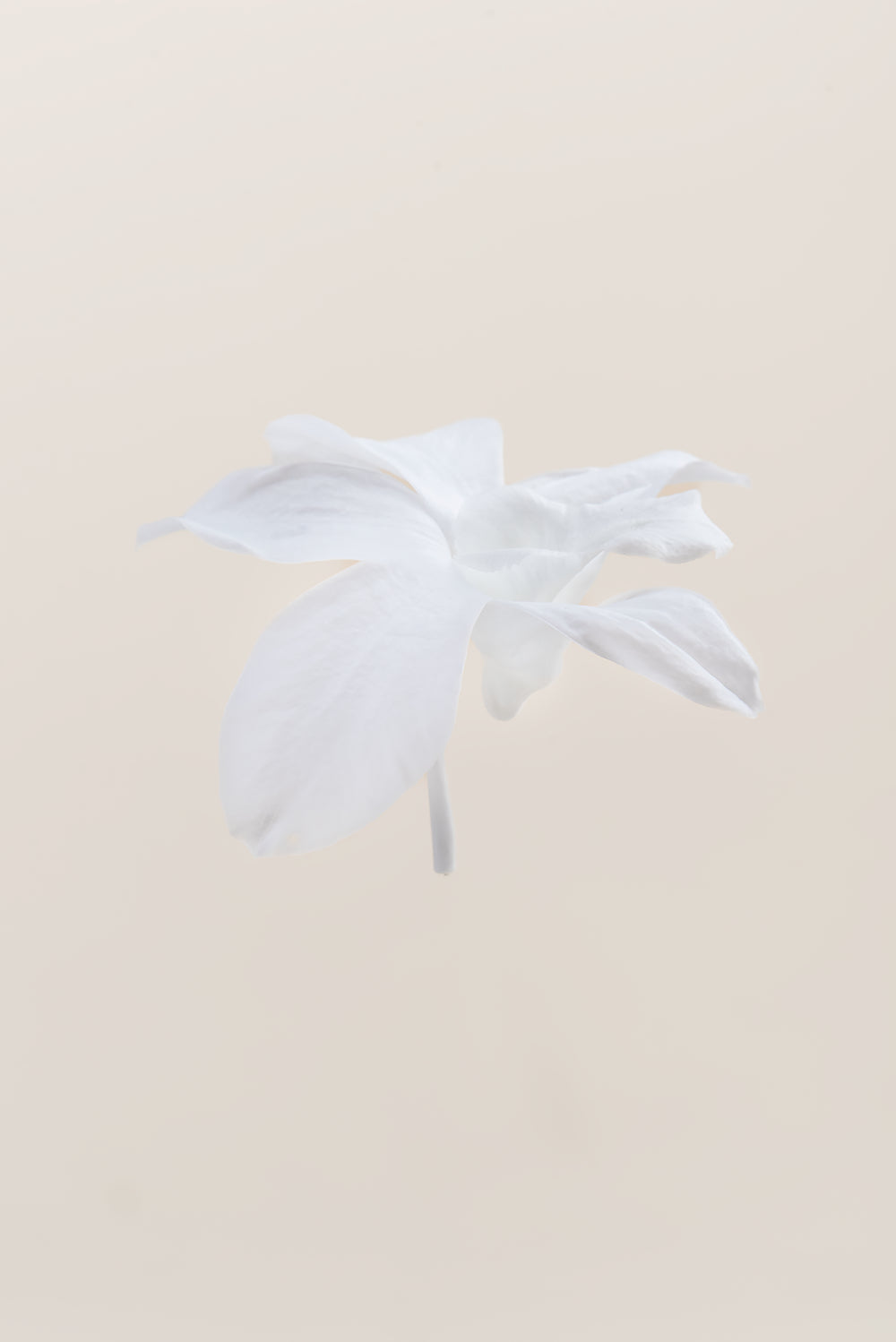 Orchidée Dendrobium - Boîte 5 têtes