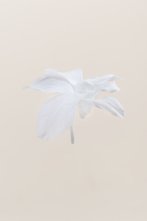 Dendrobium-Orchidee – Box mit 5 Köpfen