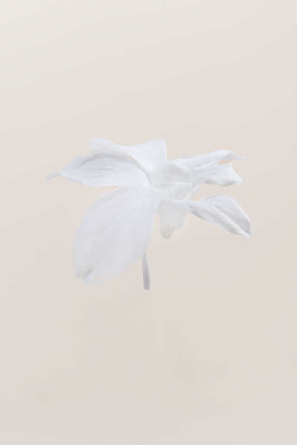 Dendrobium Orchid - Box 5 heads