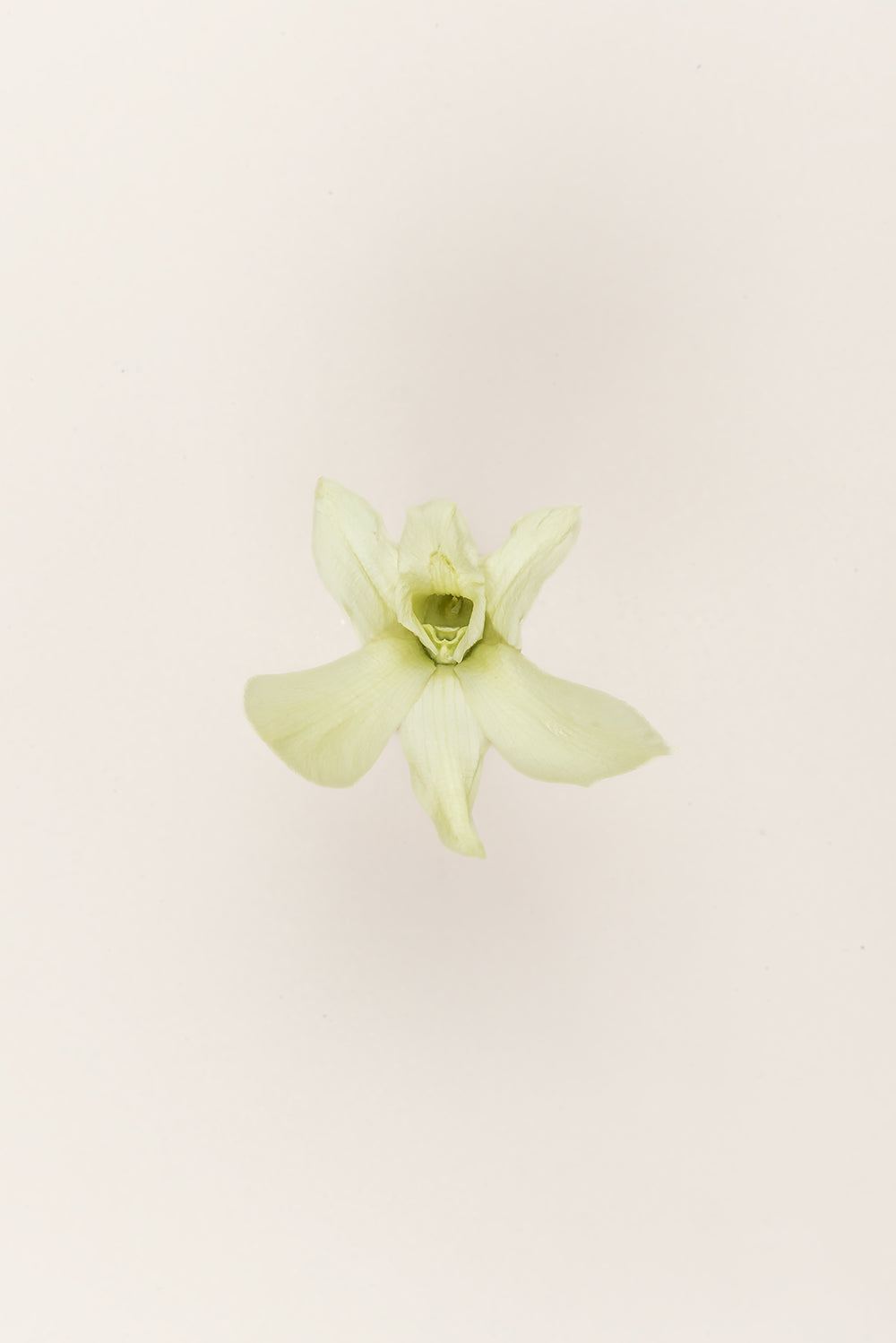 Orchidée Dendrobium - Boîte 5 têtes