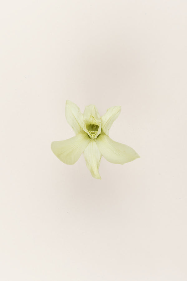 Dendrobium Orchid - Box 5 heads