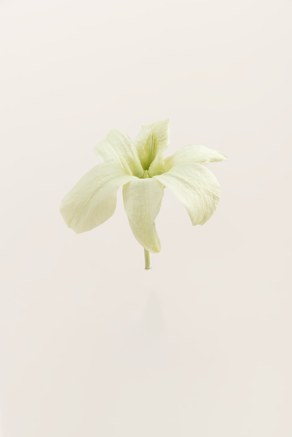 Orchidée Dendrobium - Boîte 5 têtes