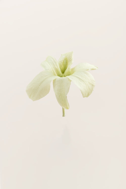 Orquídea Dendrobium - Caja 5 tallos