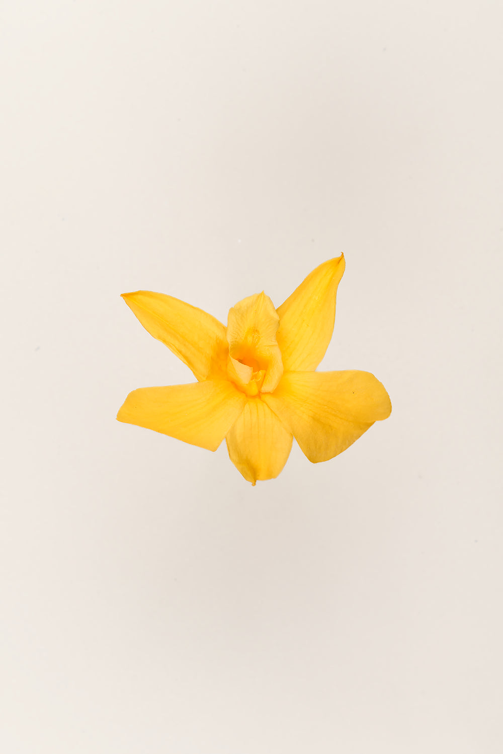 Orchidée Dendrobium - Boîte 5 têtes