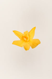 Jaune chaud