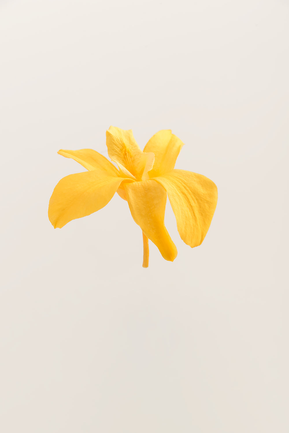 Orchidée Dendrobium - Boîte 5 têtes