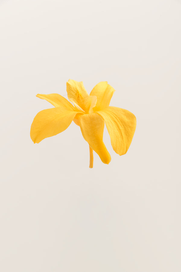Dendrobium Orchid - Box 5 heads
