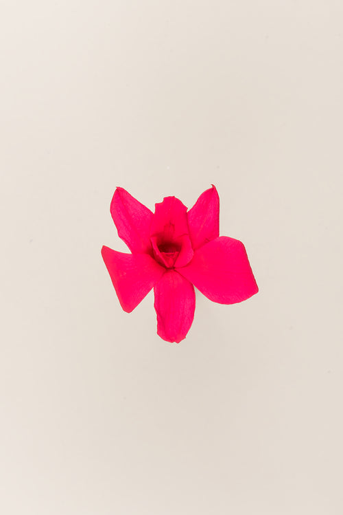 Orquídea Dendrobium - Caja 5 tallos
