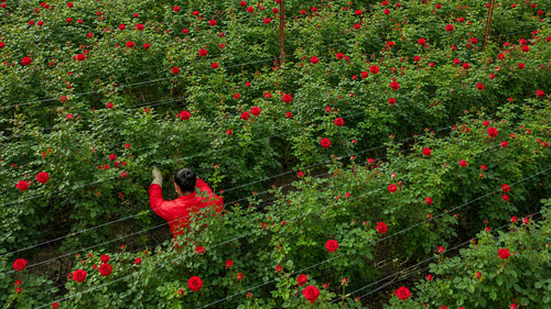 <p>Verdissimo erhält die volle Florverde-Zertifizierung</p>