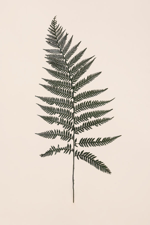 Brilliant Fern
