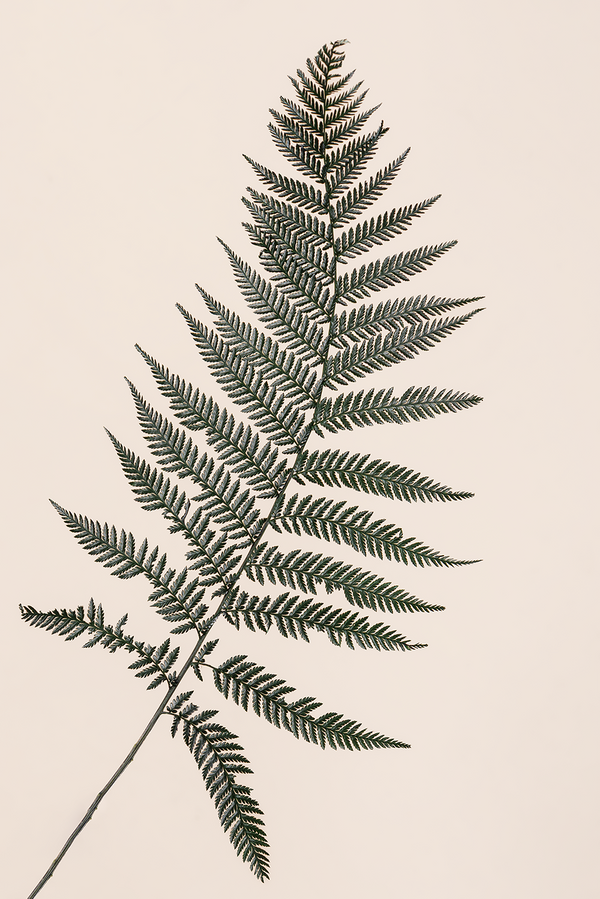 Brilliant Fern