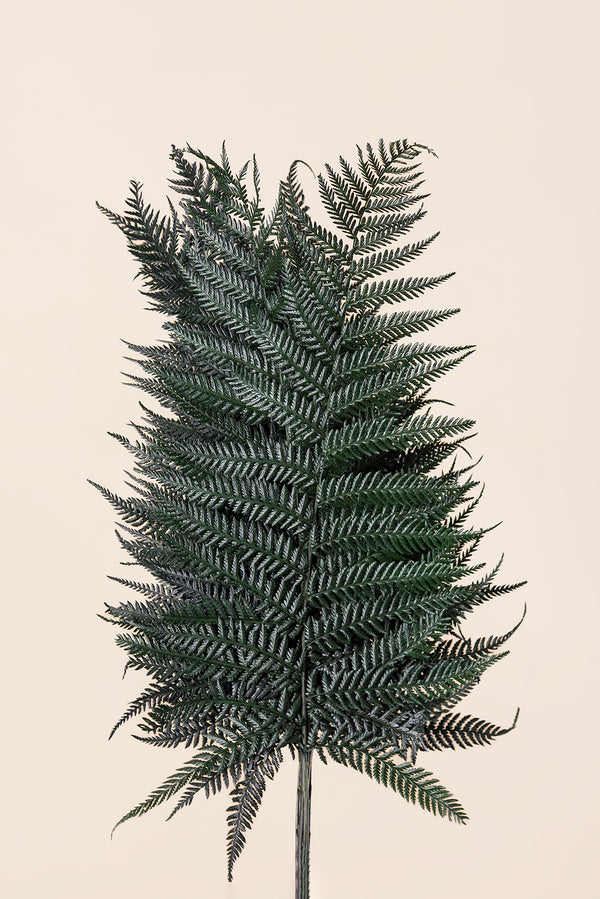 Brilliant Fern