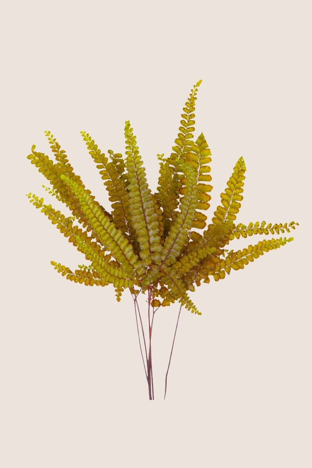Felci Farn