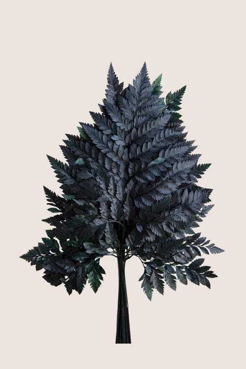 Leather Fern