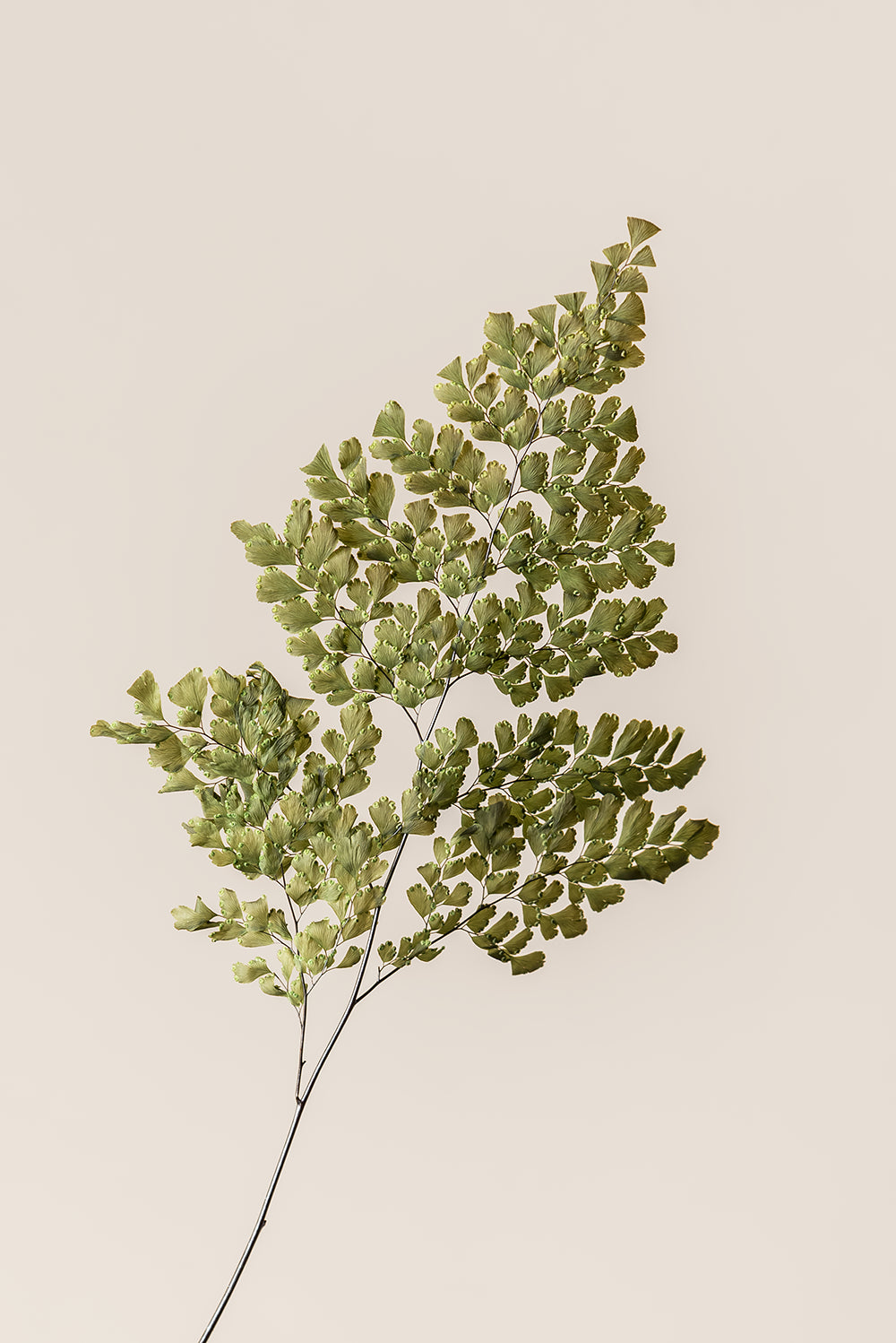 Lutti Fern