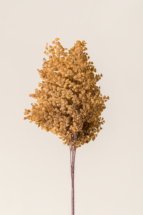 Lutti Fern