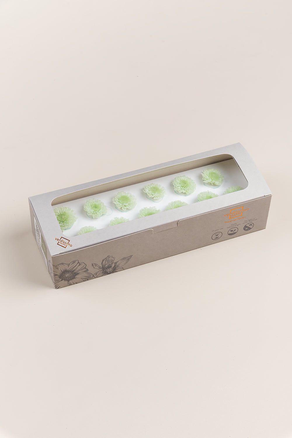 Crisantemo focus - Caja 12 unidades