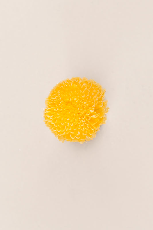 Focus Chrysanthemum - Box 12 heads