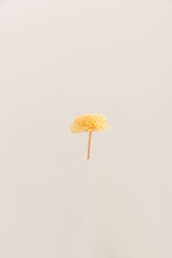 Focus Chrysanthemum - Box 12 heads