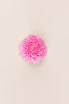 Rosa pastel