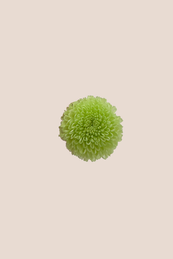 Fleur Chrysanthème - Boîte 12 têtes
