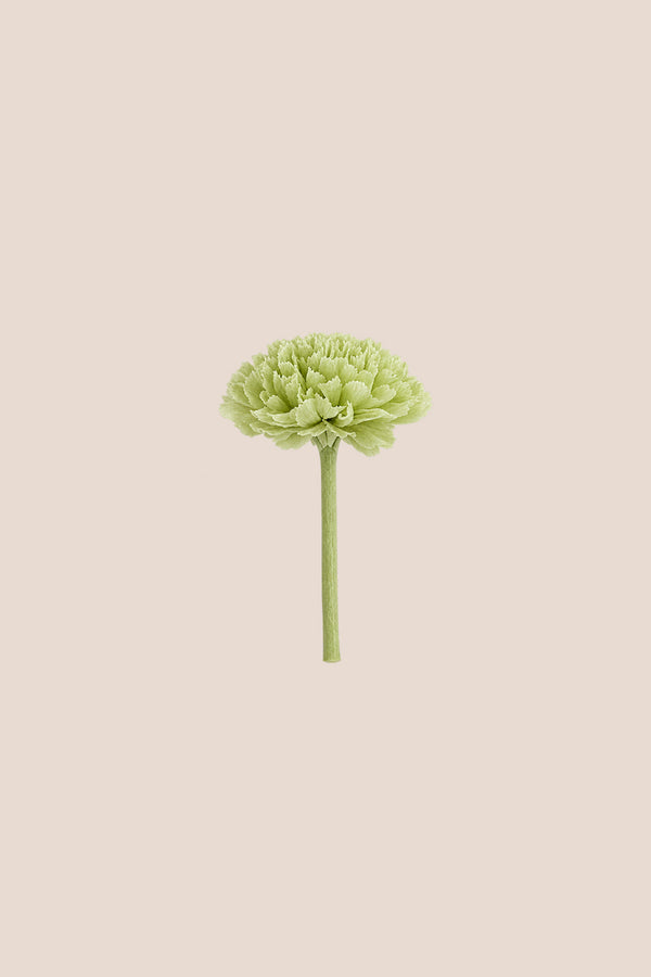 Fleur Chrysanthème - Boîte 12 têtes