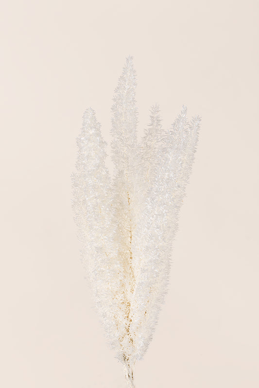 Foxtail