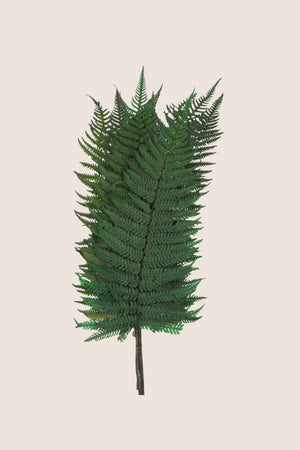 Phlebodium aureum