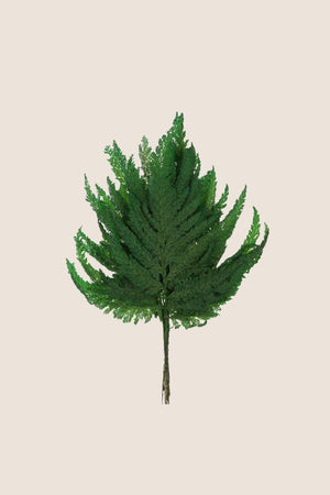 Fougère Plume