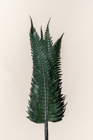 Phyllitis hybrida