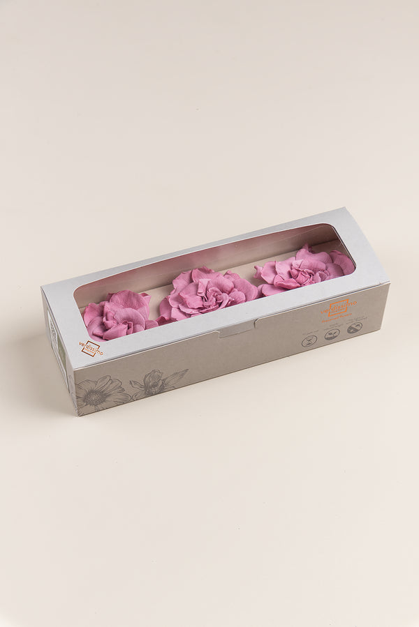 Gardenia - Box 3 heads