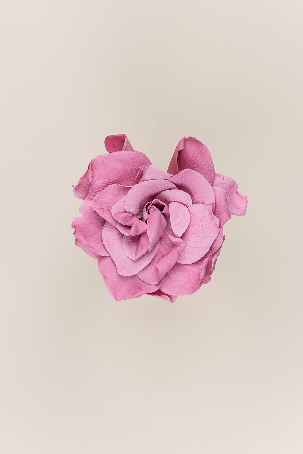 Gardénia - Coffret 3 têtes
