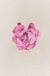 Fleur de cerisier