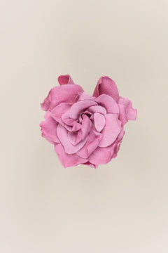 Fleur de cerisier