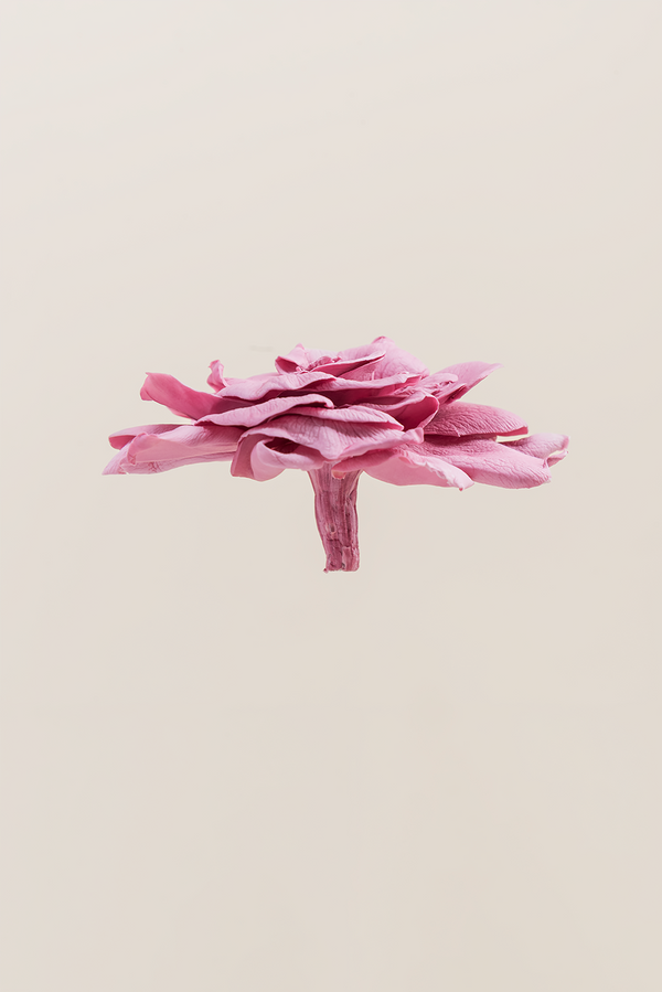 Gardenia - Box 3 heads