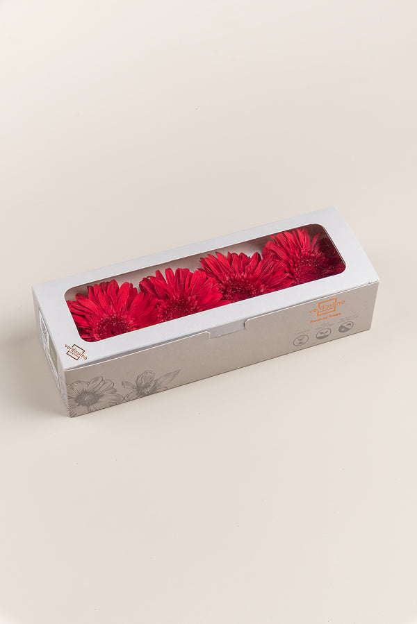 Gerbera - Box 4 heads