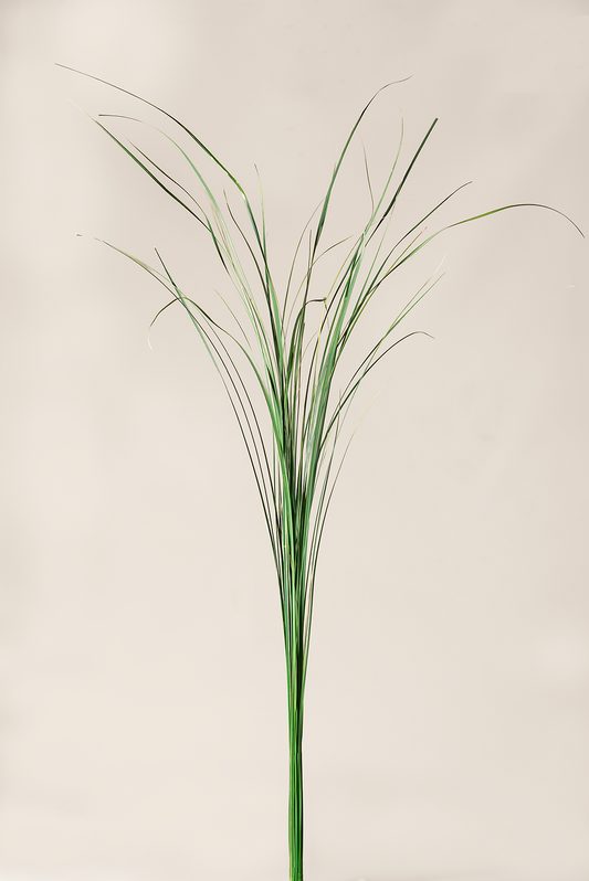Ginerium